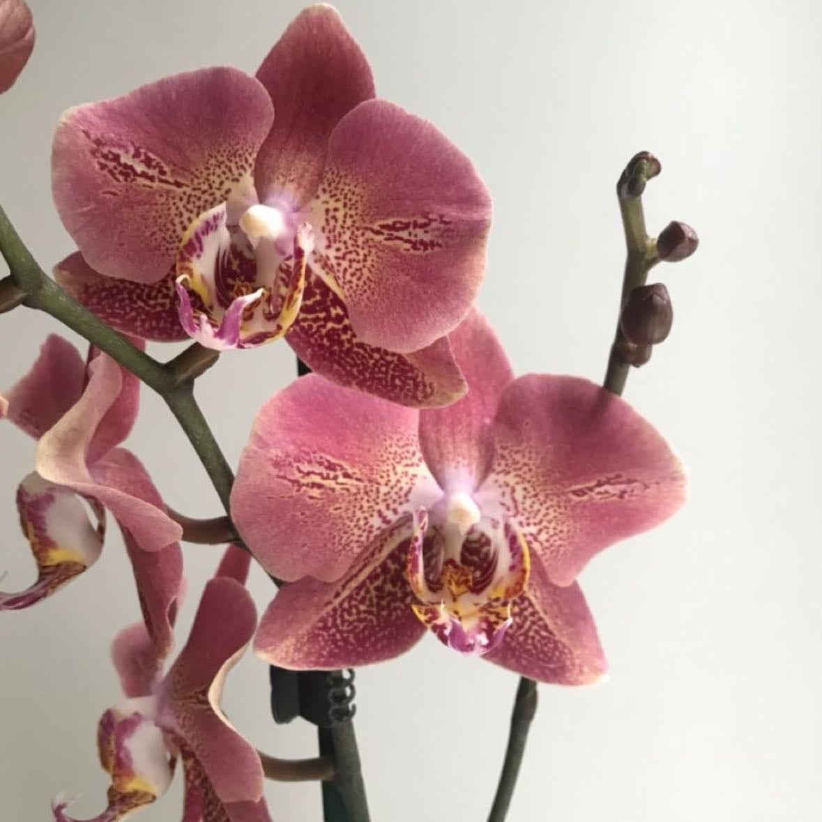 orquídeas