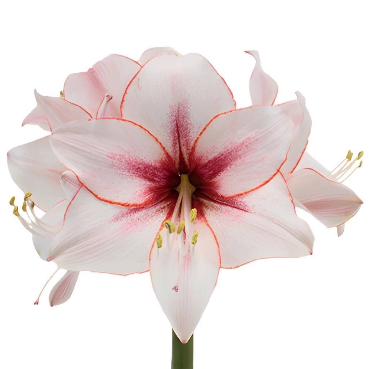 amarilis