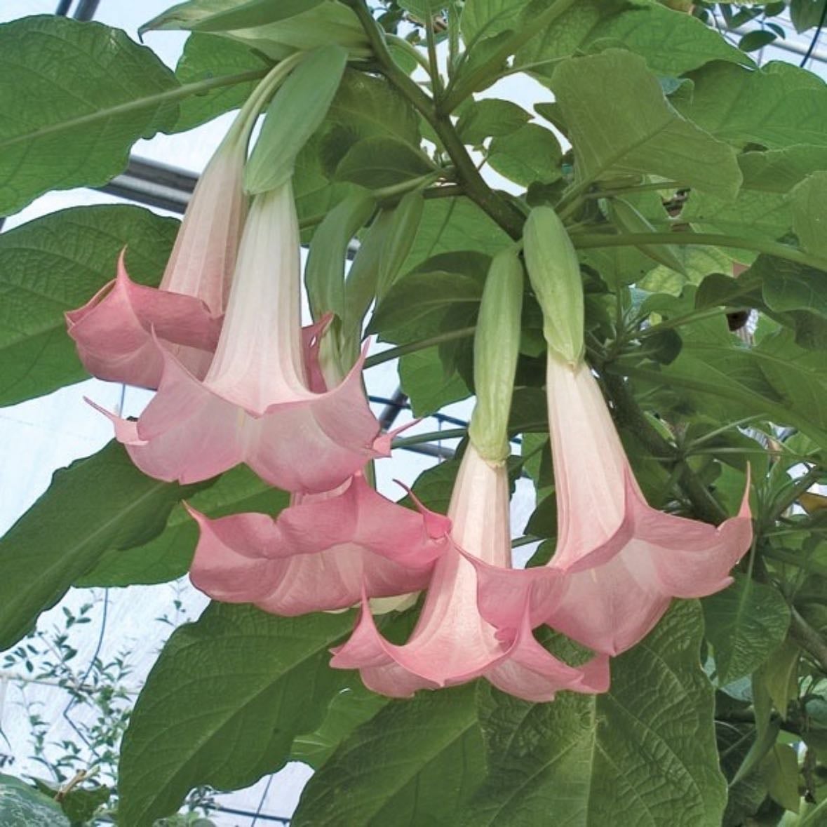 angel’s trumpet