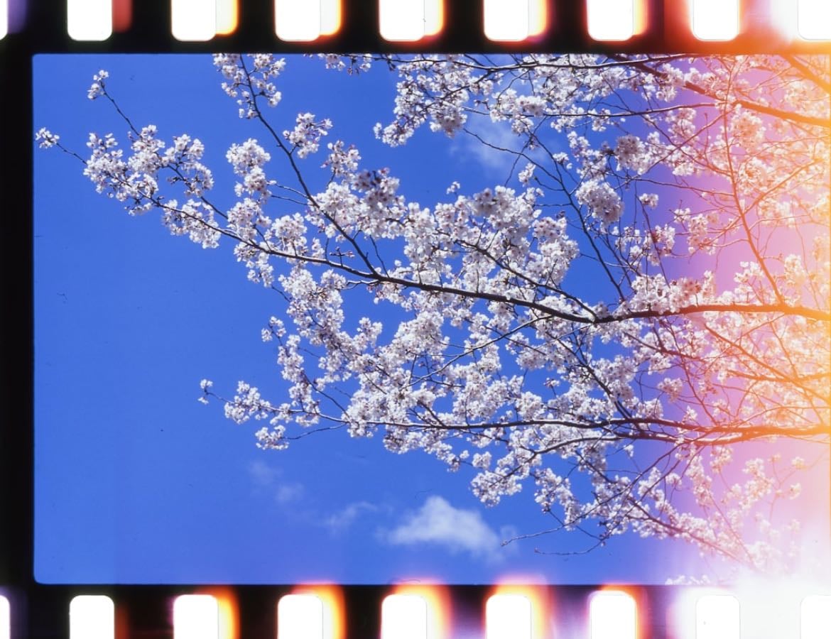 Mis cortometrajes favoritos