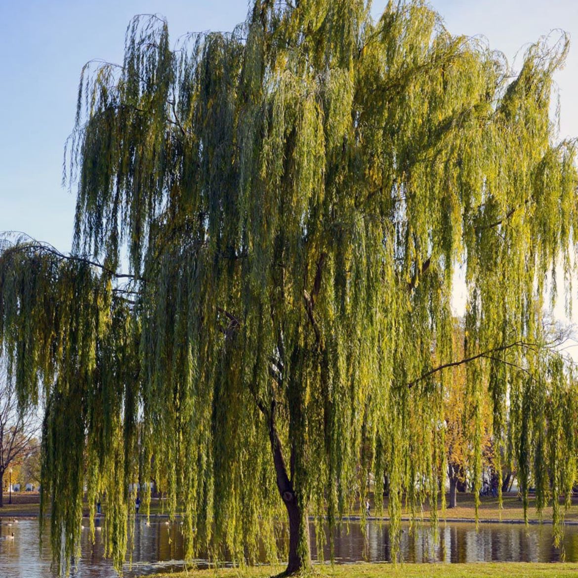 willow trees