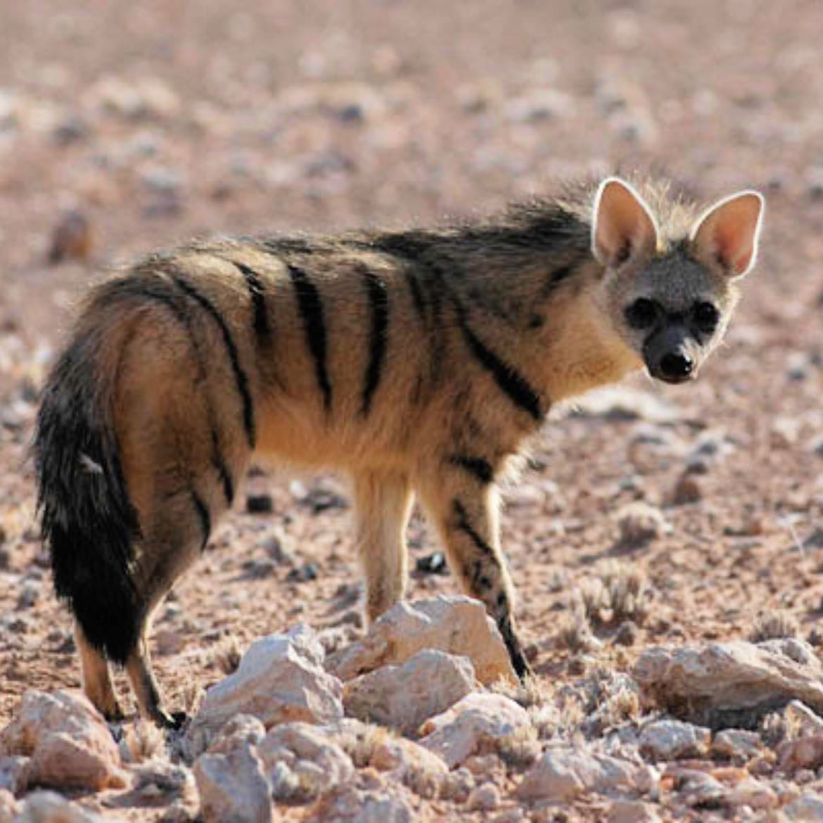 Aardwolf hyenas