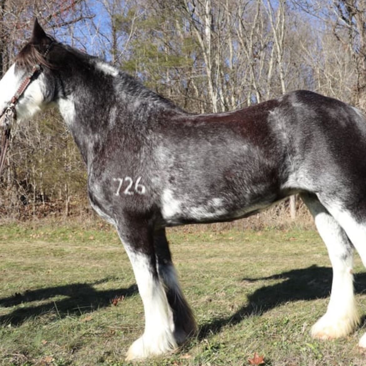 horses - specifically clydesdales