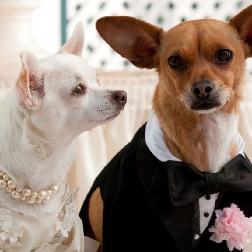 Una Chihuahua de Beverly Hills - Raja Gosnell · 2008