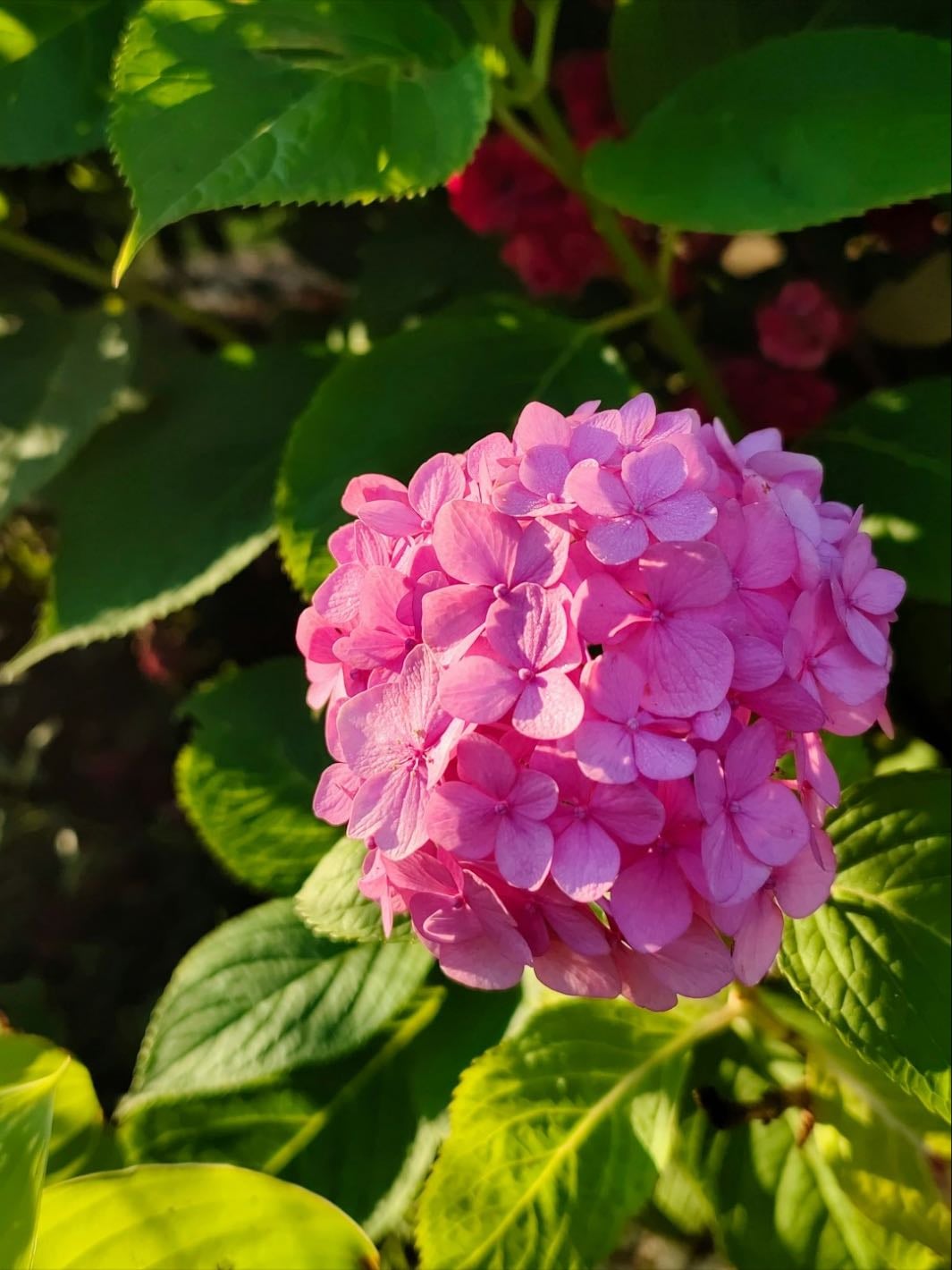 Pink and Green - Spring