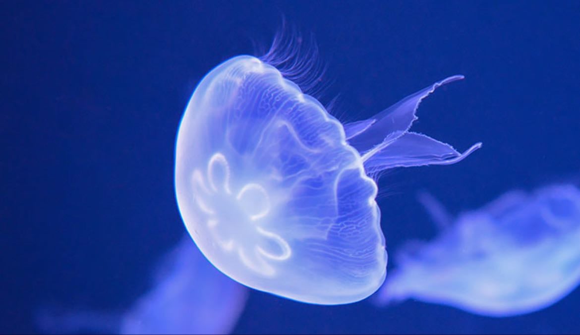 jellyfish
