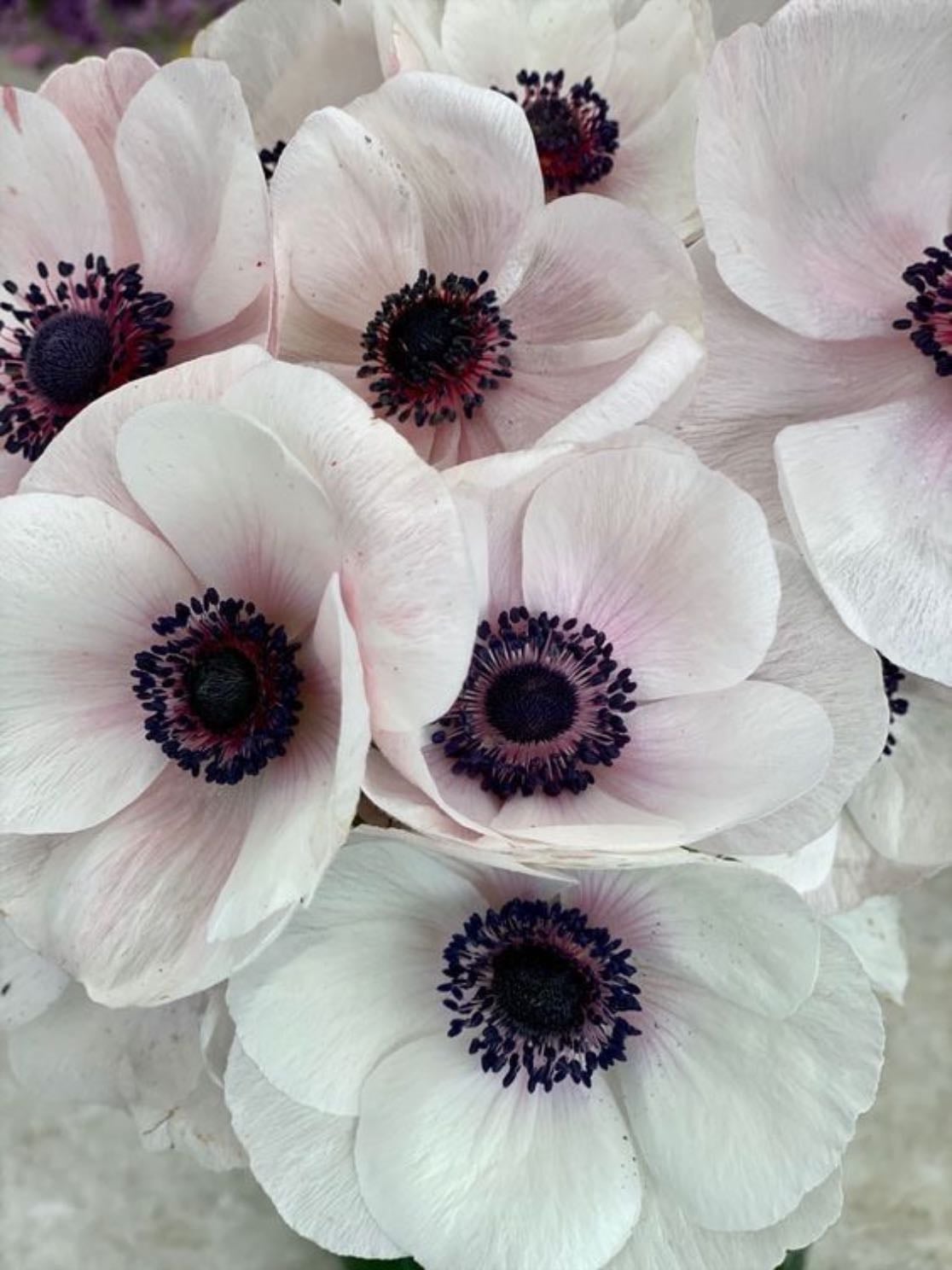 Anemones