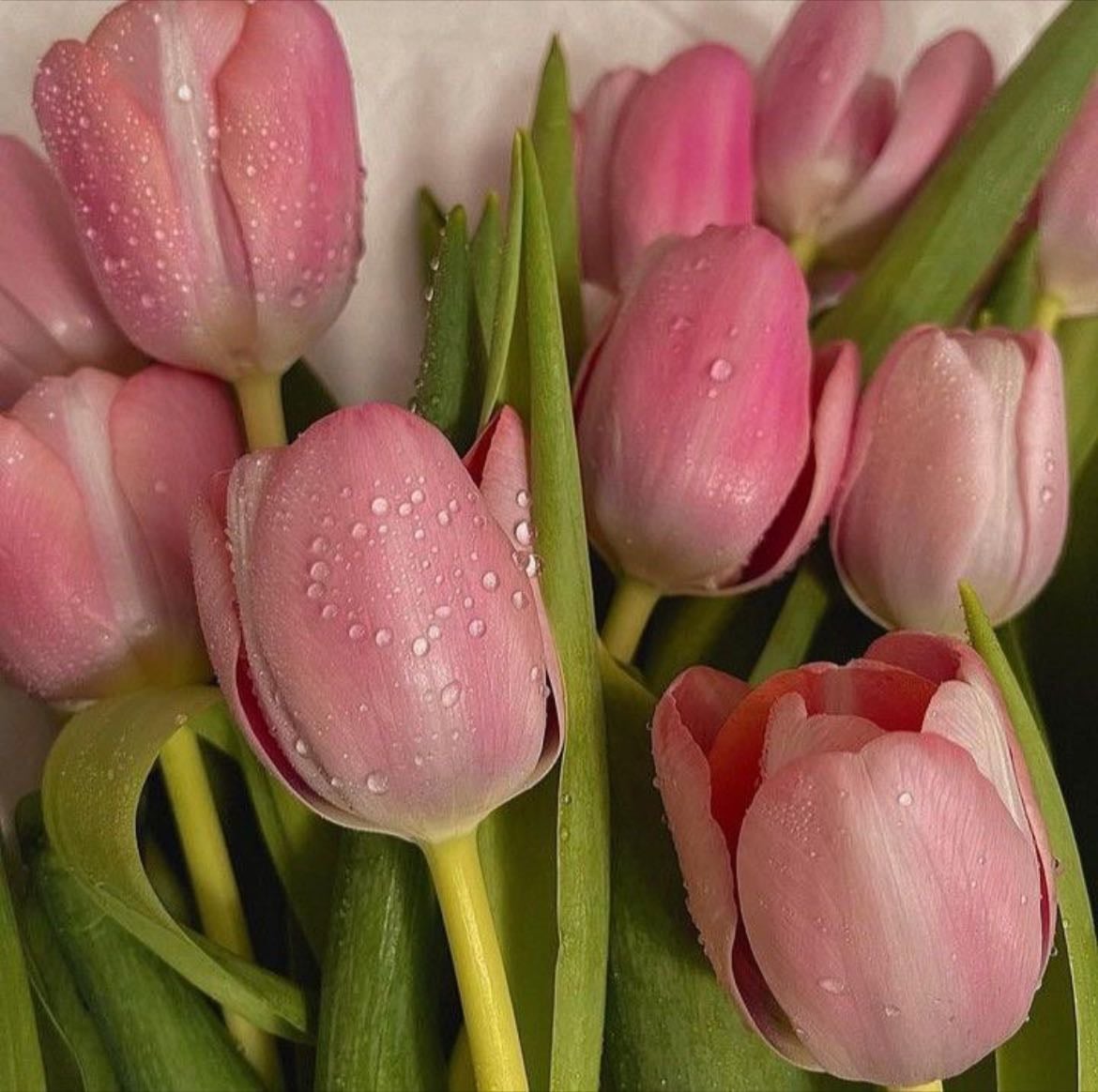 Tulips