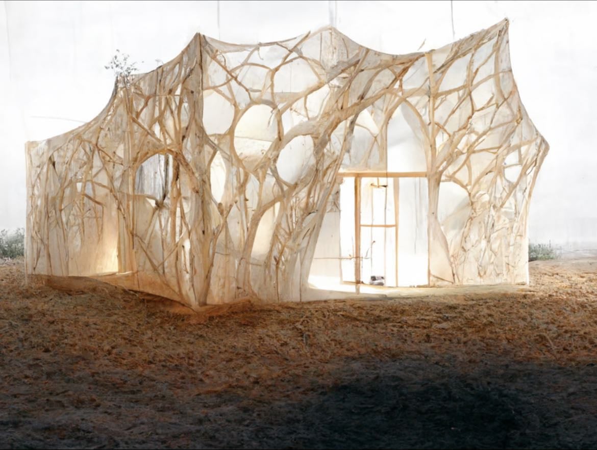 mycelium