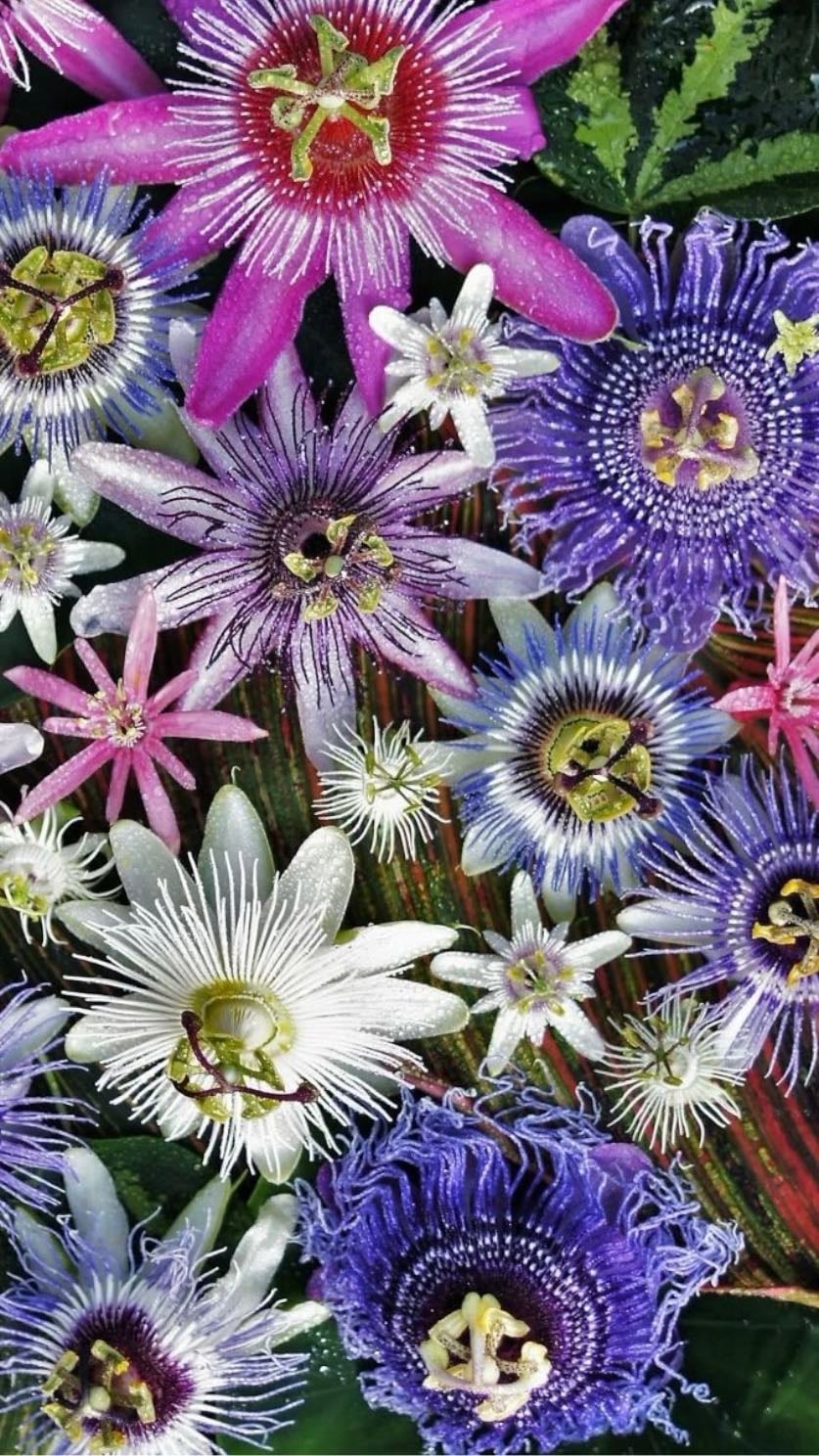 passion flower - passion of the Christ