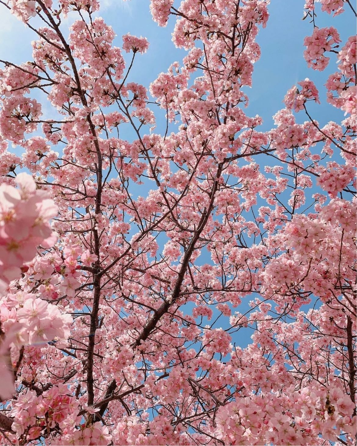 cherry blossom - spring