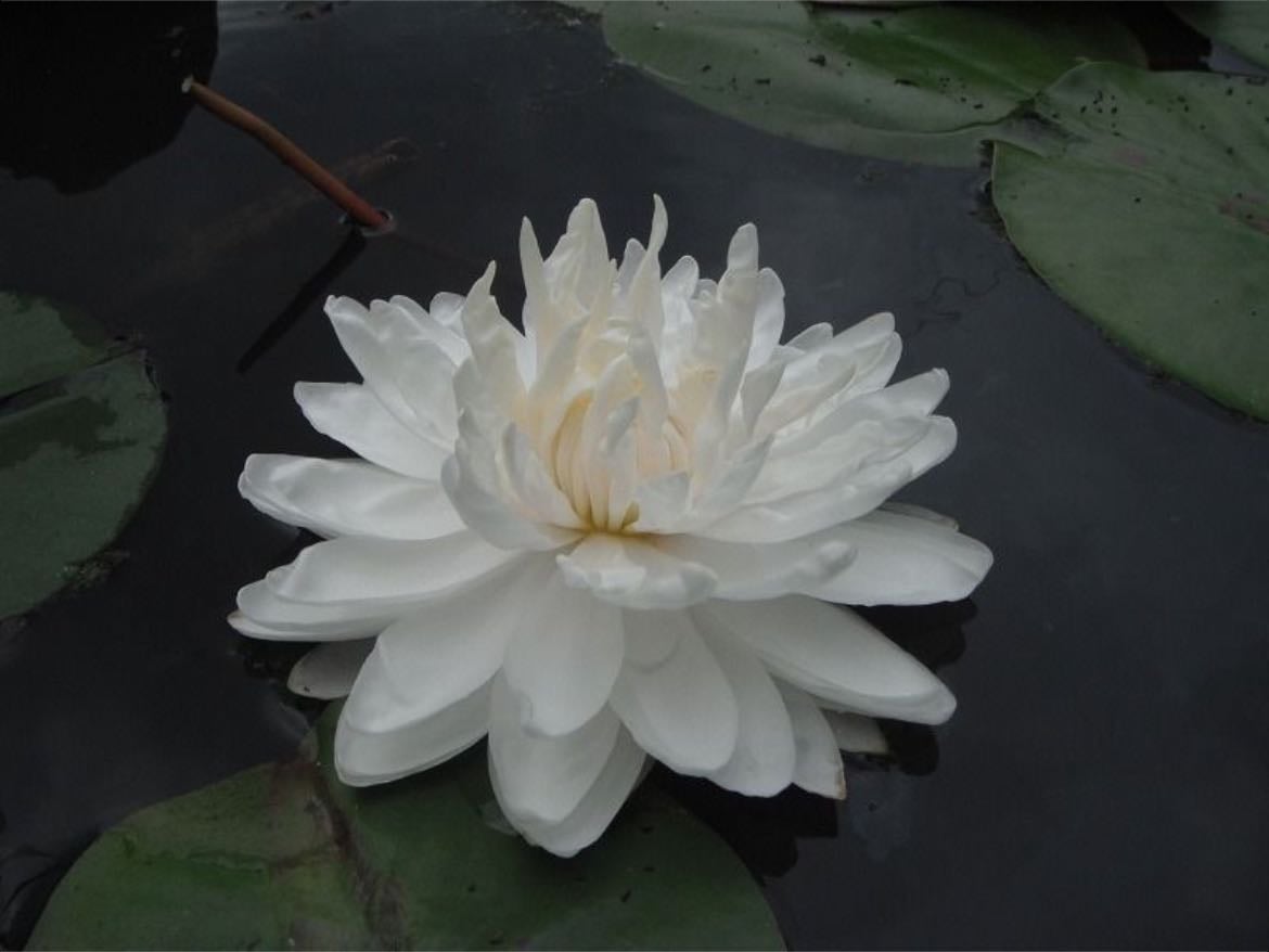 water lily - birth flower