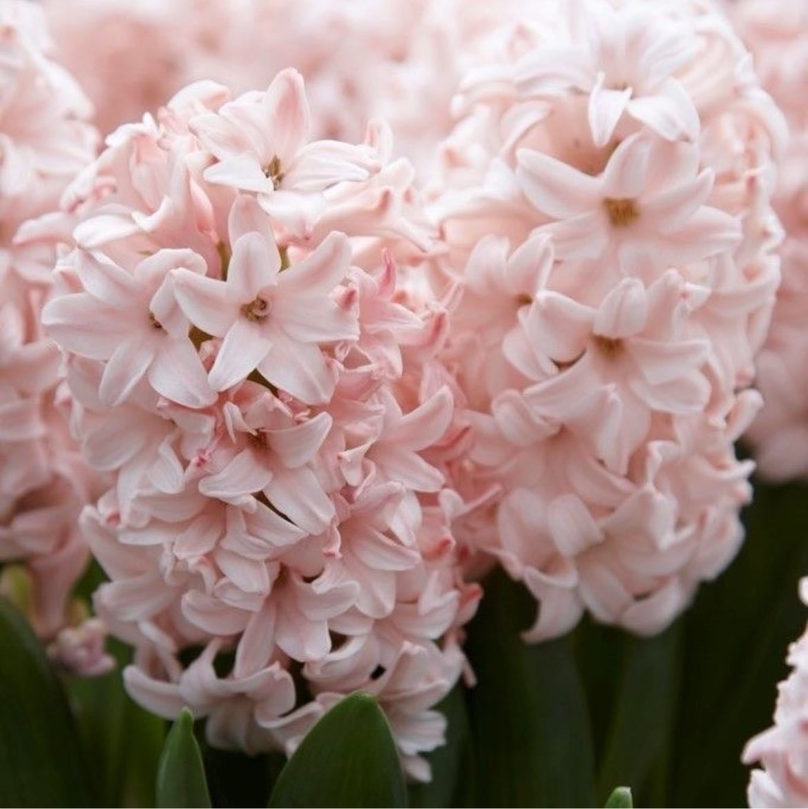 hyacinth - fav rebirth myth