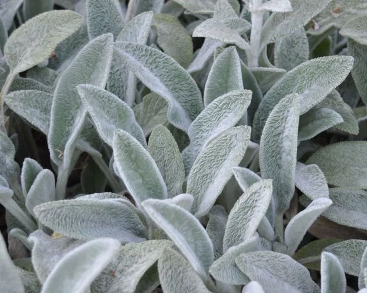 lambs ear - pure nostalgia