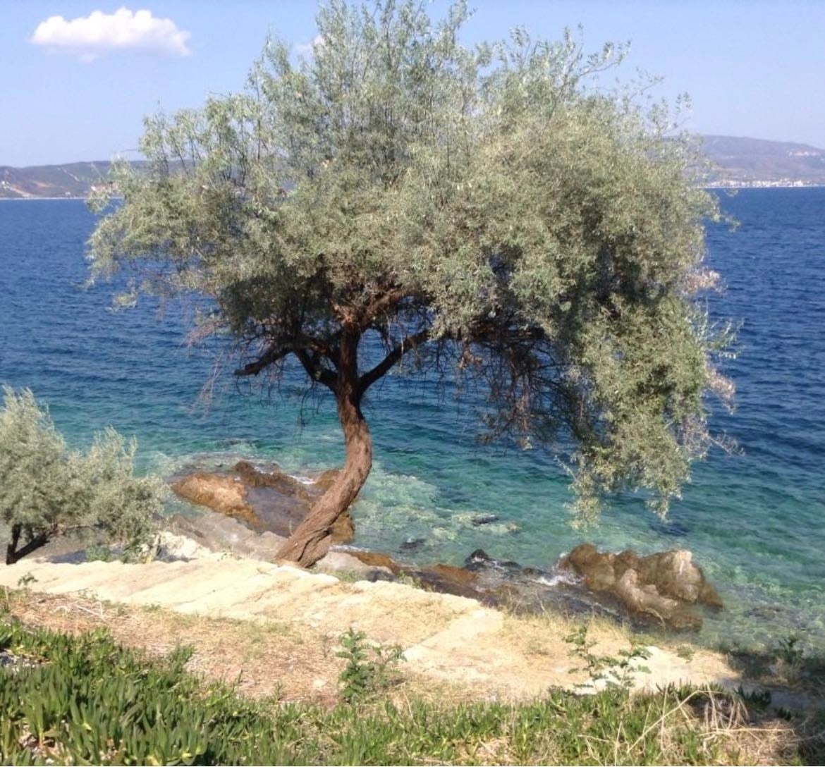 odysseus & penelope - greek mythology