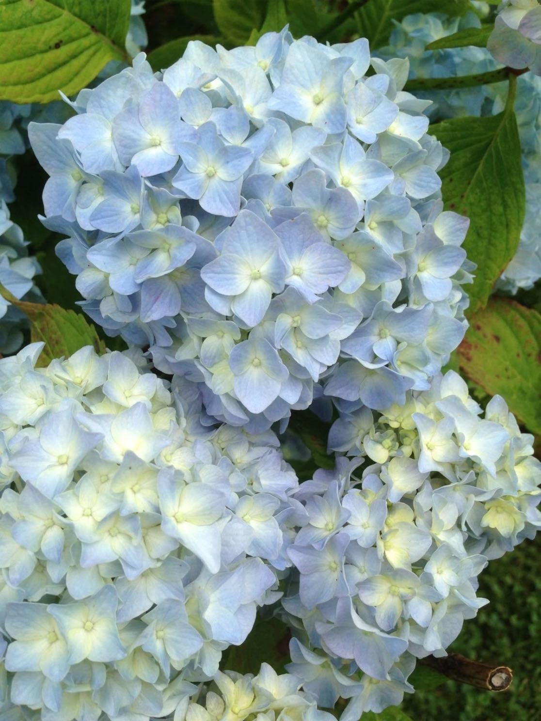 hydrangea - childhood backyard