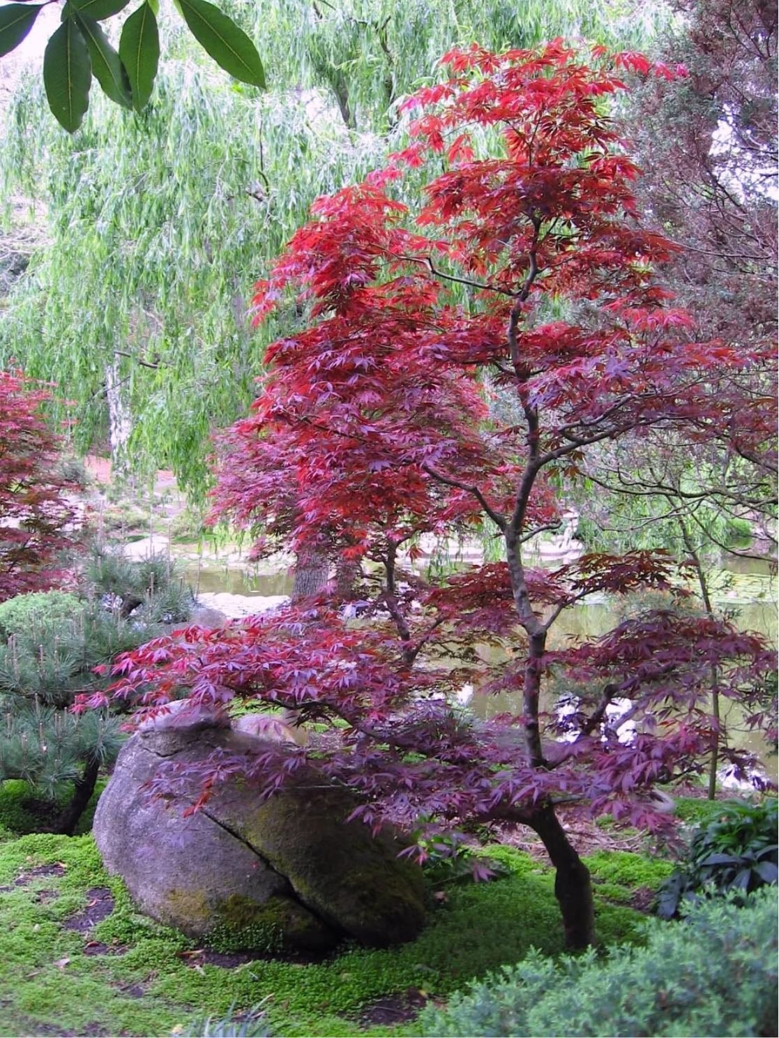 japanese maple - childhood frontyard