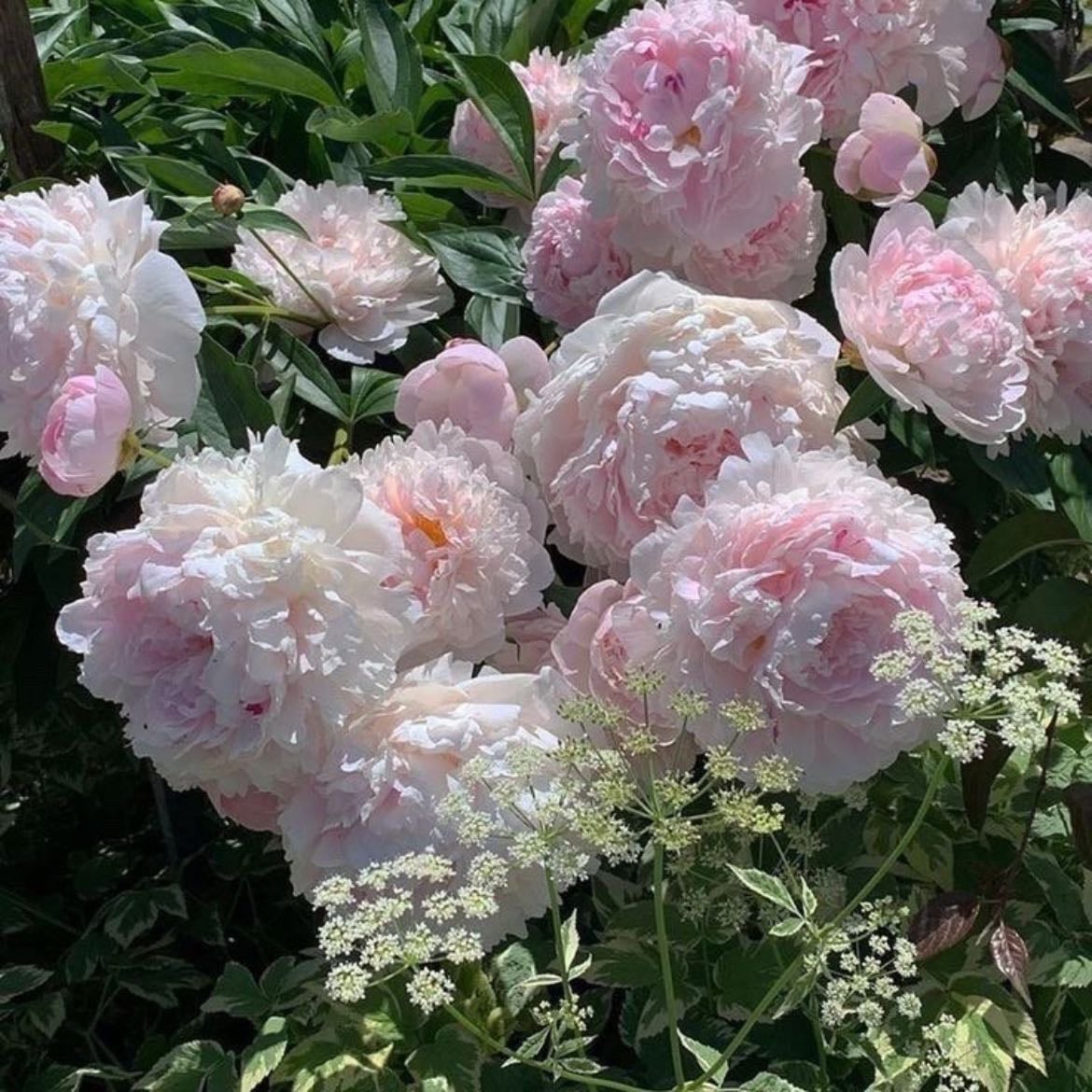 peony - good fortune