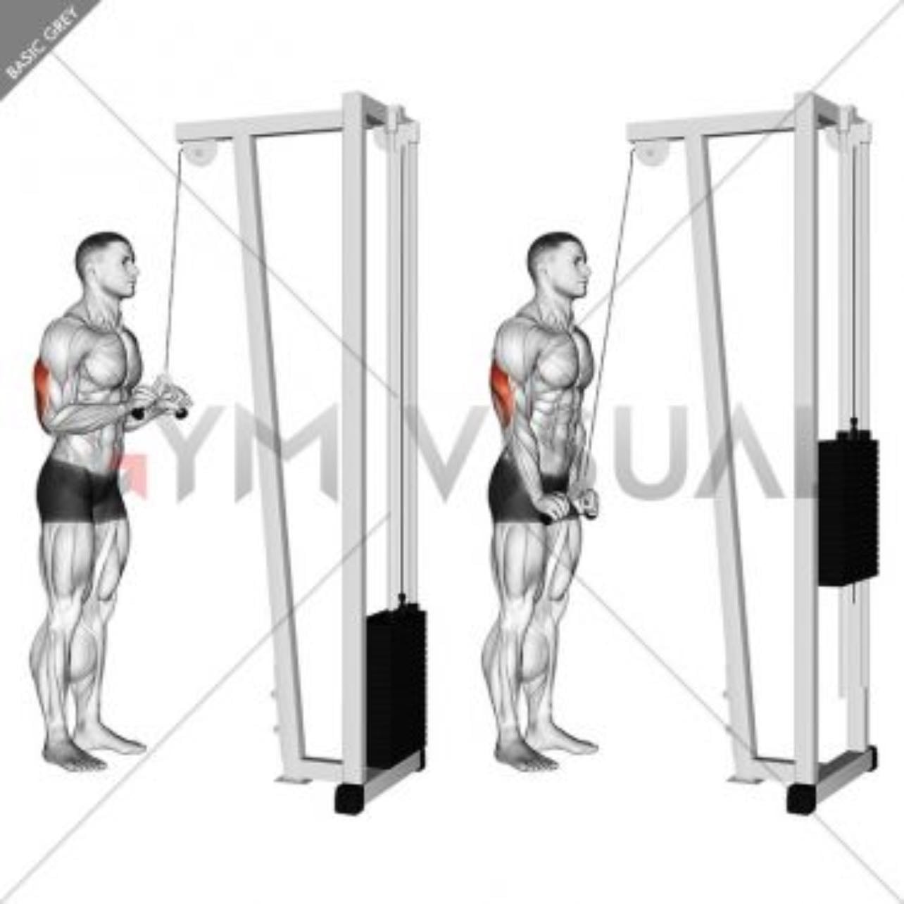 tricep pushdown - 3x10