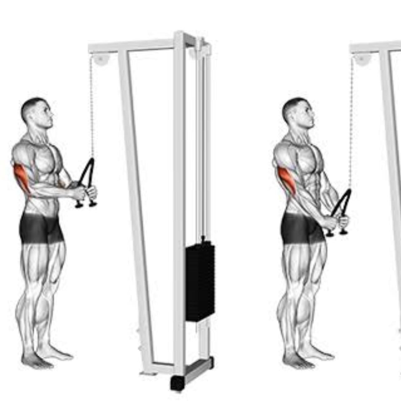 tricep rope pulldown - 3x10