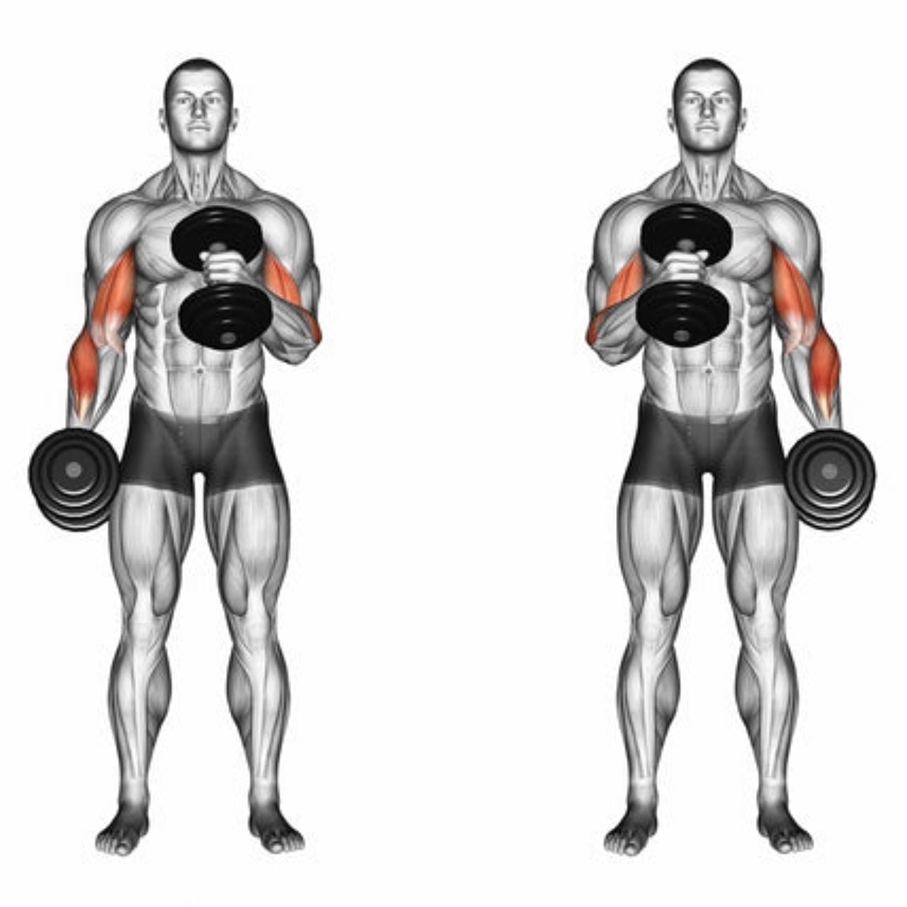 bicep curls - 3x10