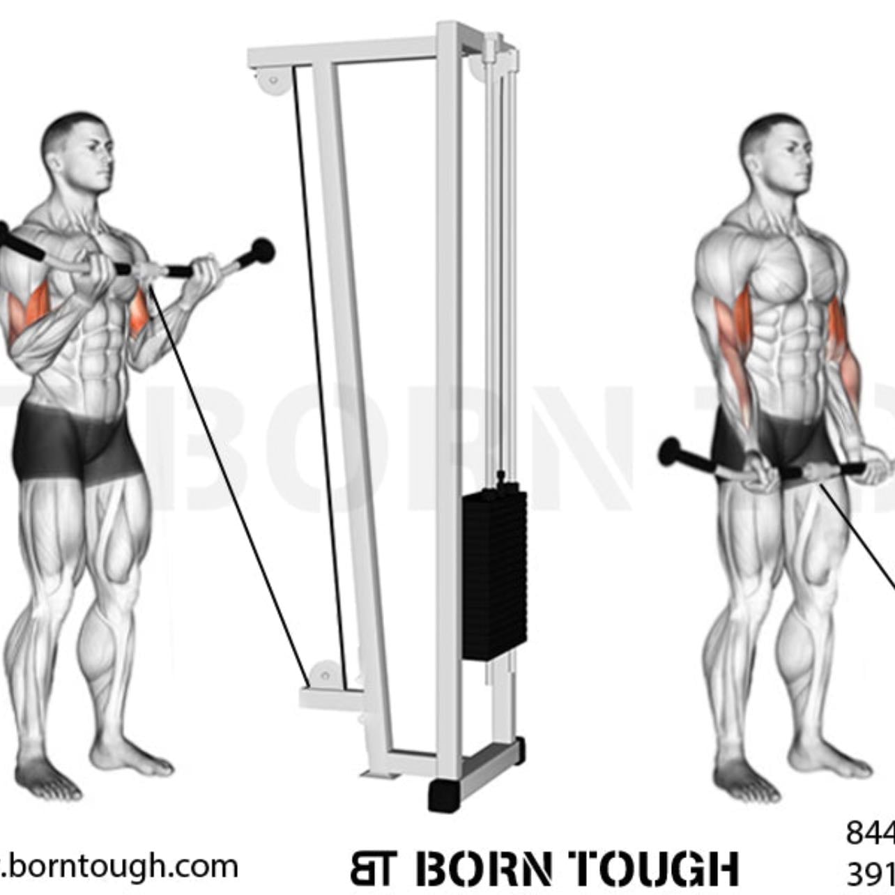 bicep curl - 3x10