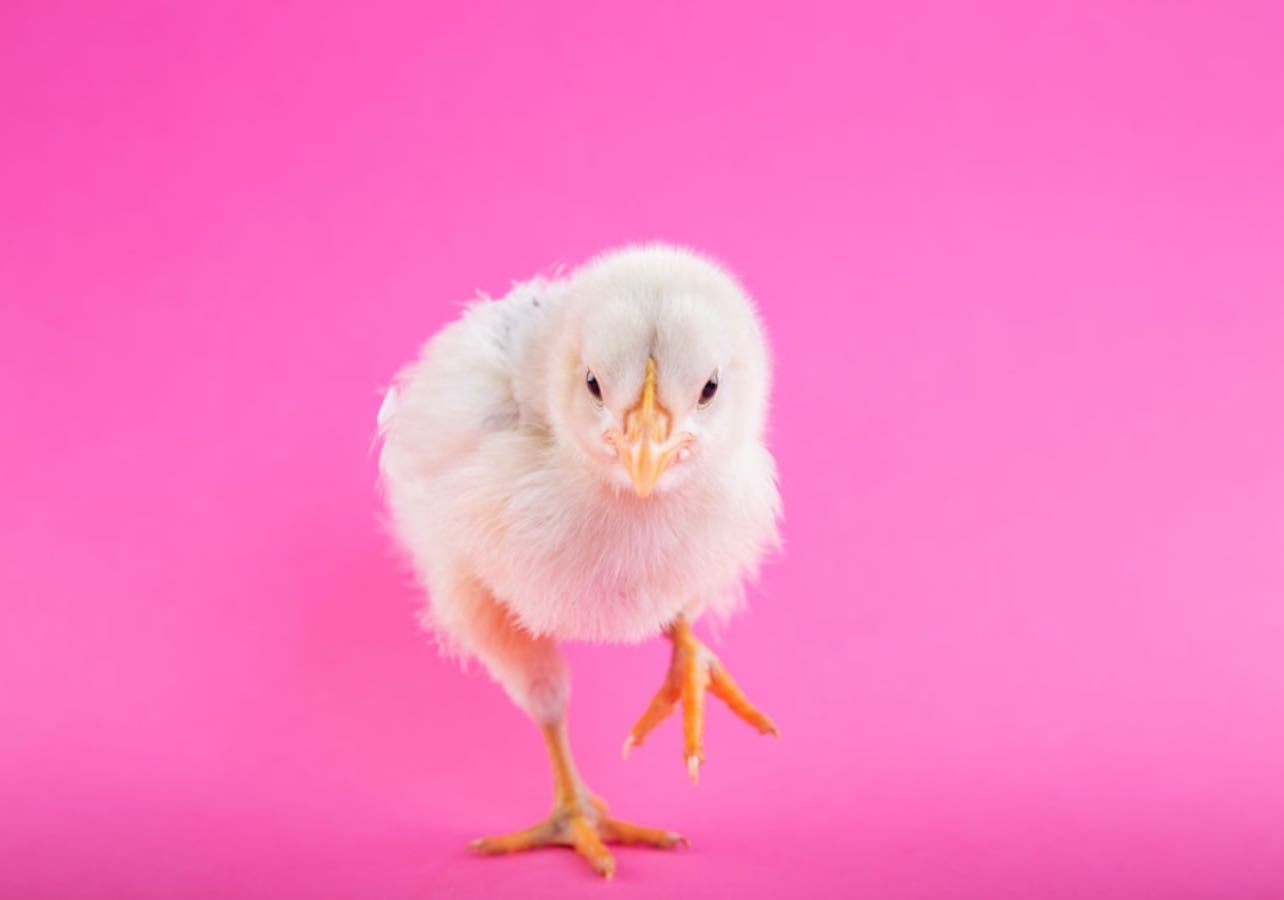 the absolute ultimate perfect best chickflick movie list
