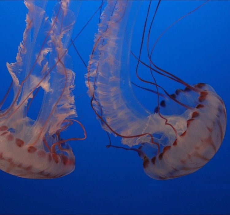 Animaux