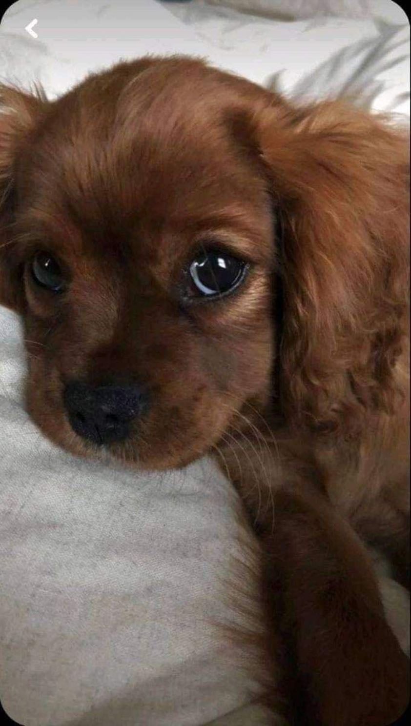 Dog - Mary