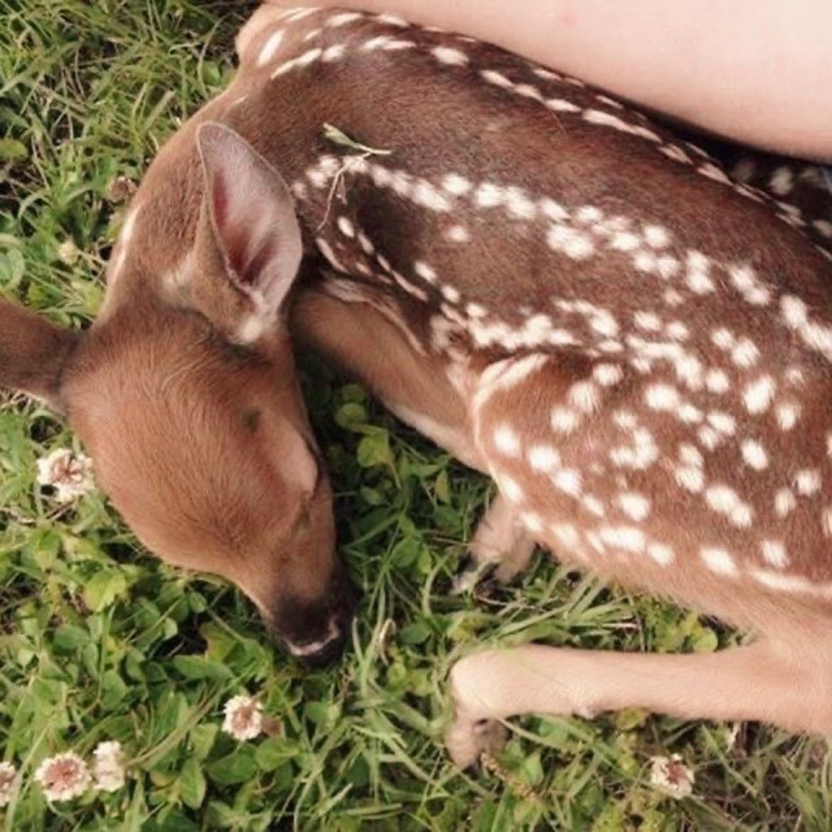 Deer - Lily