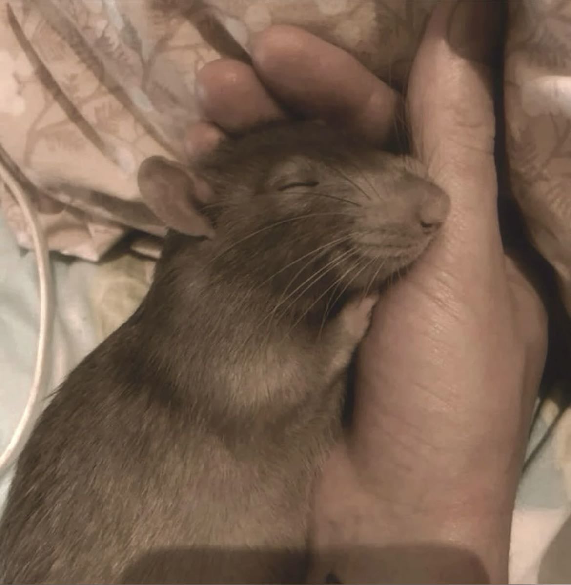 Wormtail - Peter