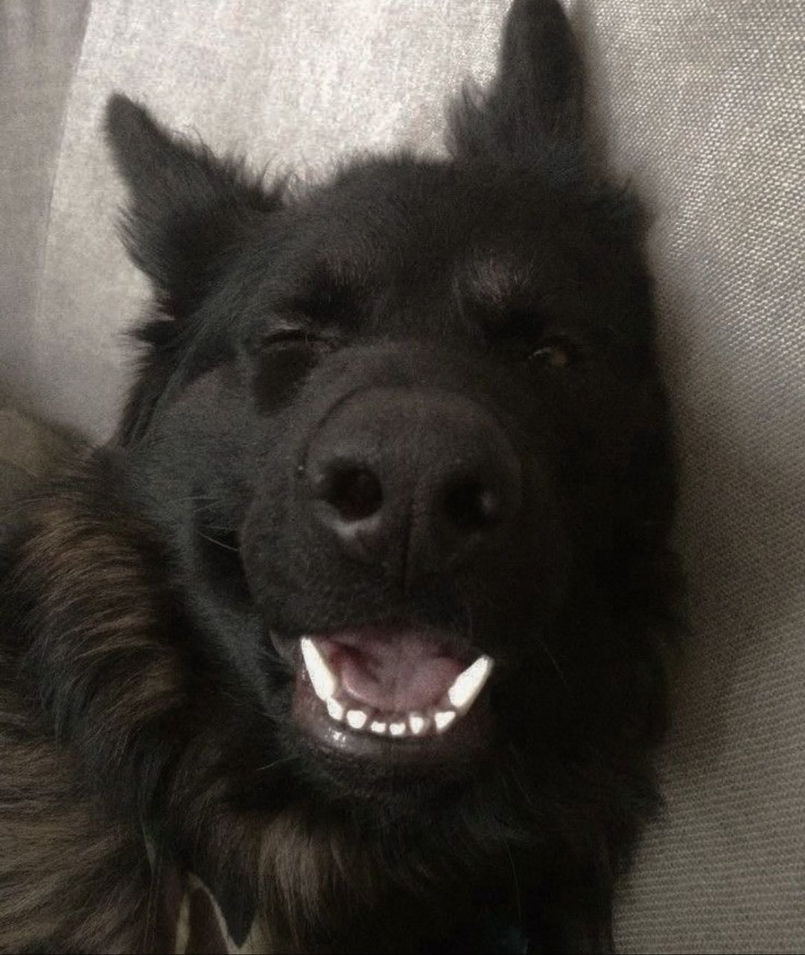 Padfoot - Sirius