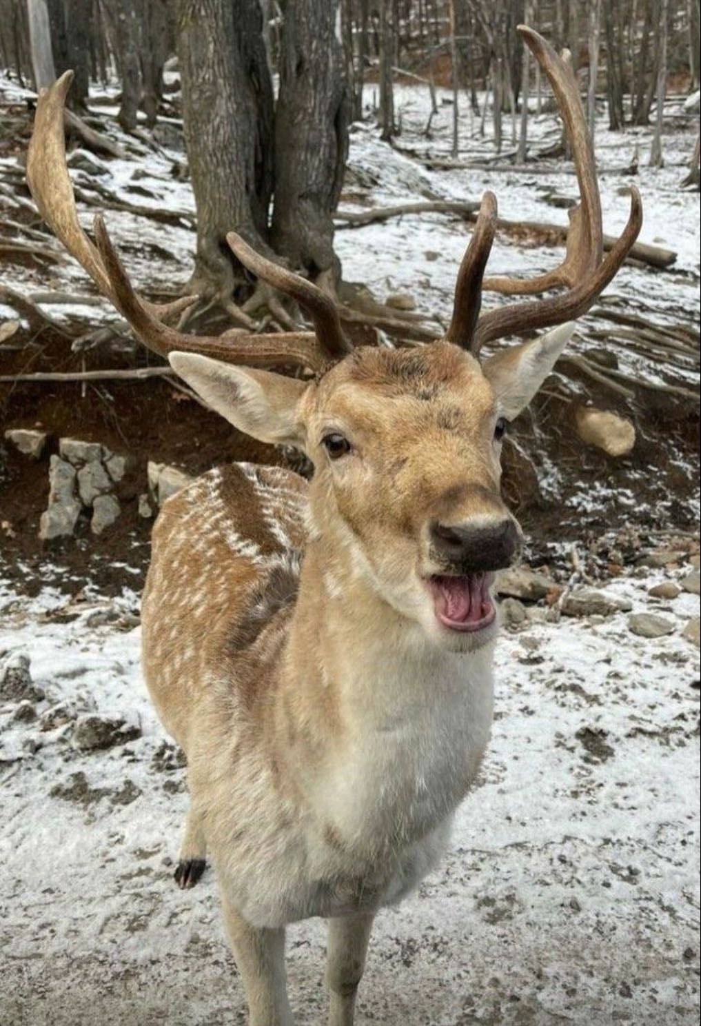 Prongs - James