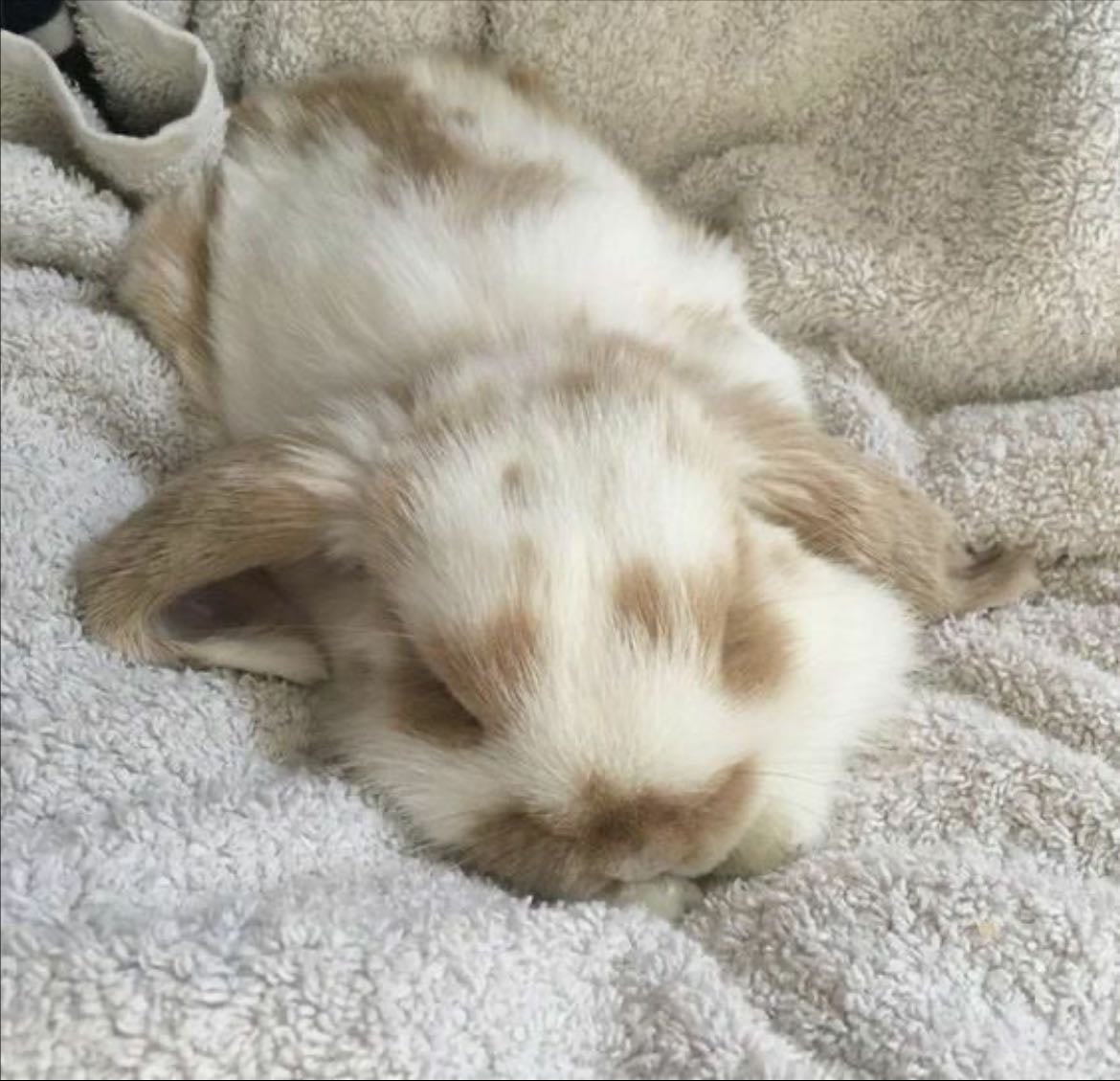 Bunny - Sybill