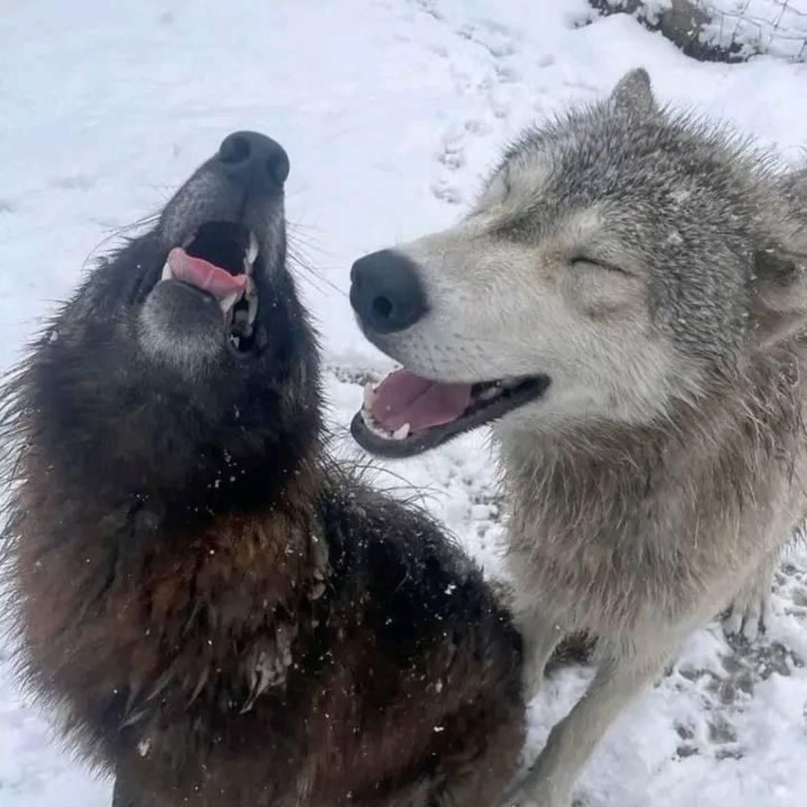 Snow day - Sirius & Remus