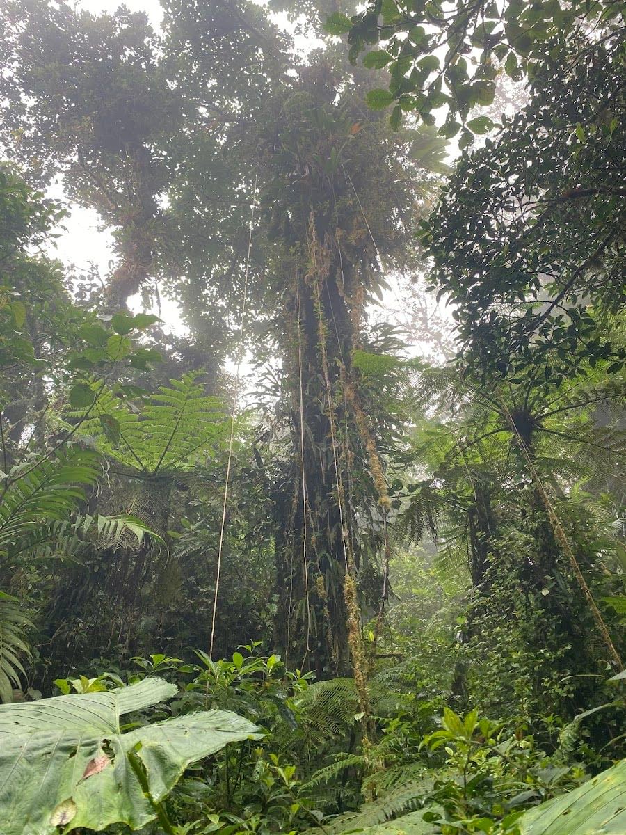 Sendero El Pianista - 📍 Sendero El Pianista – Boquete, Chiriquí
• Sendero: Ruta moderada (~9.6 km) con vistas panorámicas desde la División Continental.
• Costo: Gratis; se sugiere guía local.