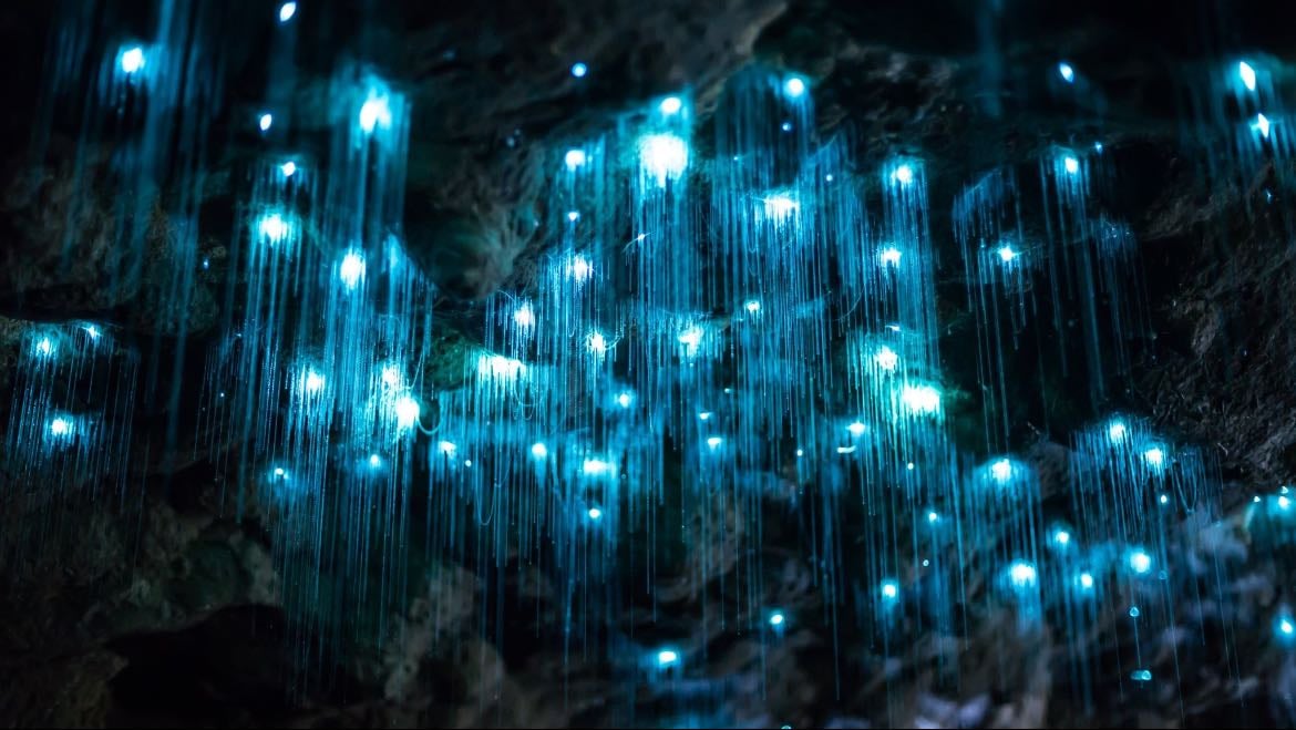 glowworm cave