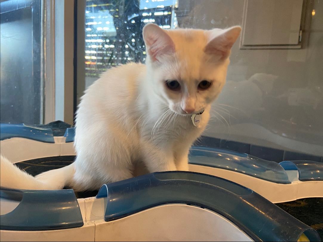 Cat Cafe - Get there by 2pm