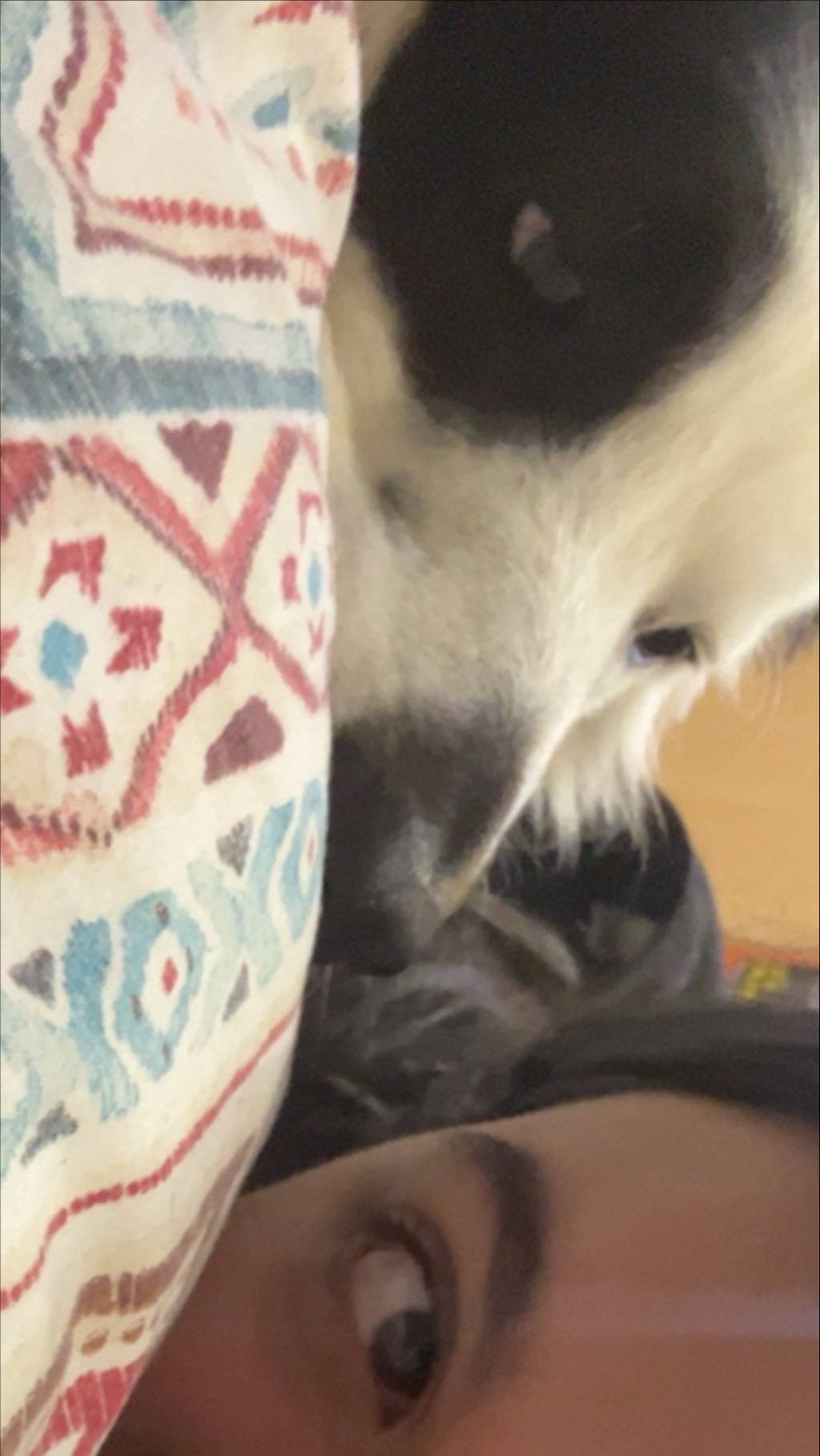 este perrito completamente enamorado