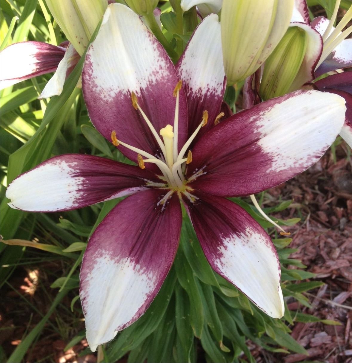 Lilium tiny padhye - Bicolor, con pétalos blancos y centro burdeos oscuro; muy decorativo