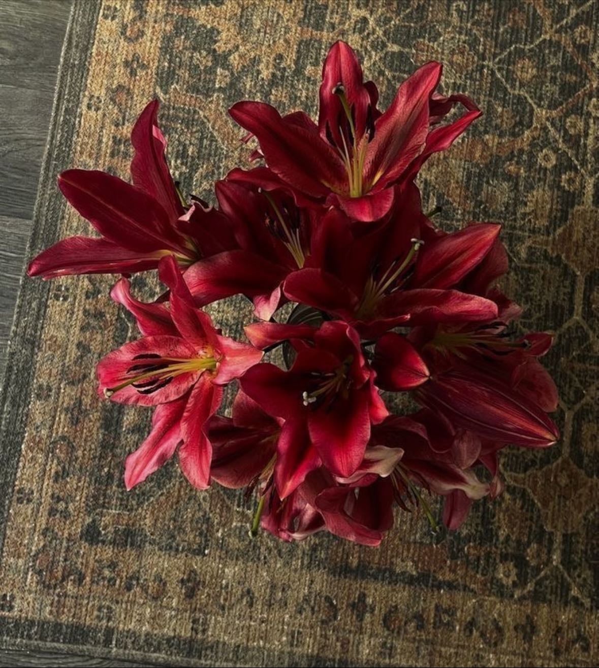 Lilium matrix - Rojo intenso con forma compacta; perfecto para macetas y bordes de jardín