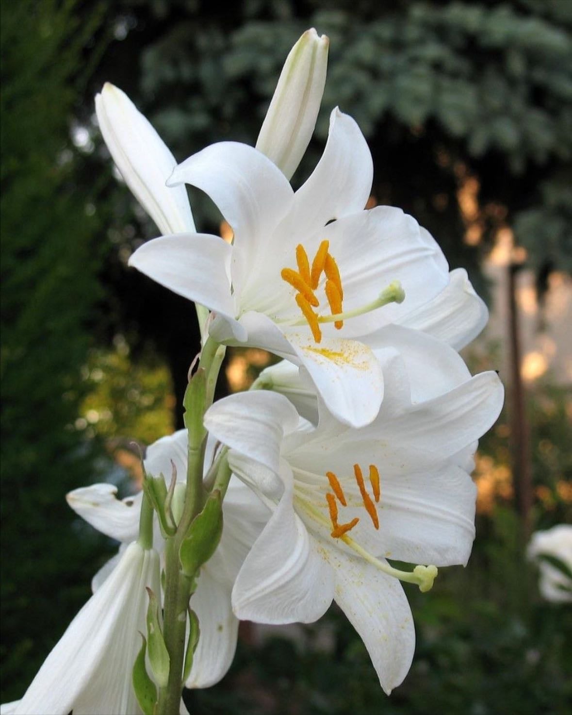 Nivéum - Flor blanca con pétalos más anchos y abundantes
