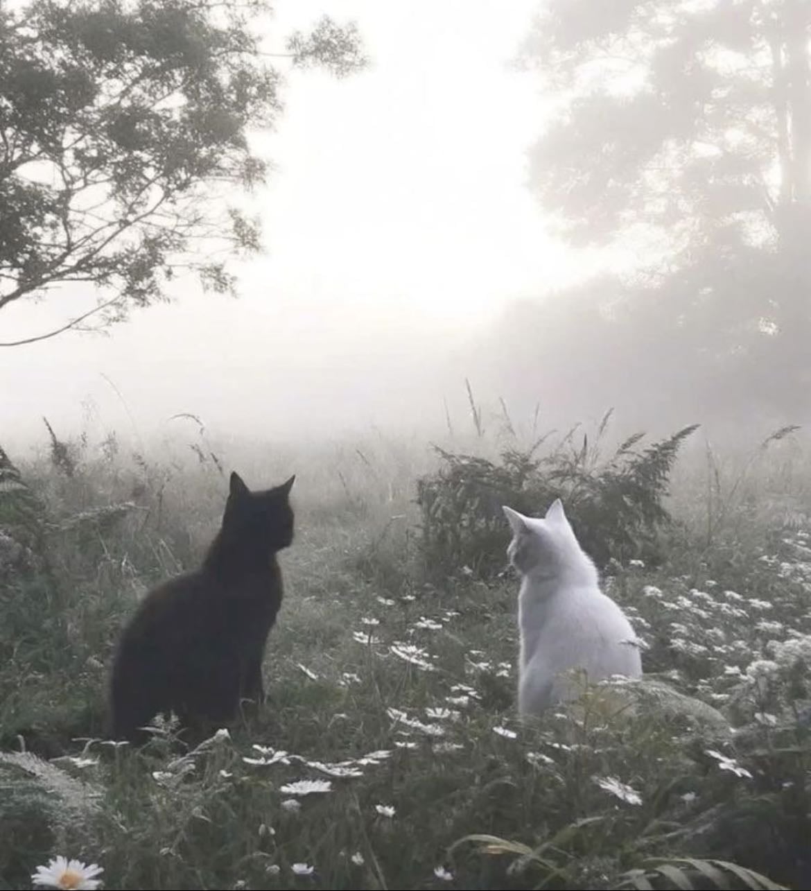 the perfect pair - Song Β· beabadoobee
