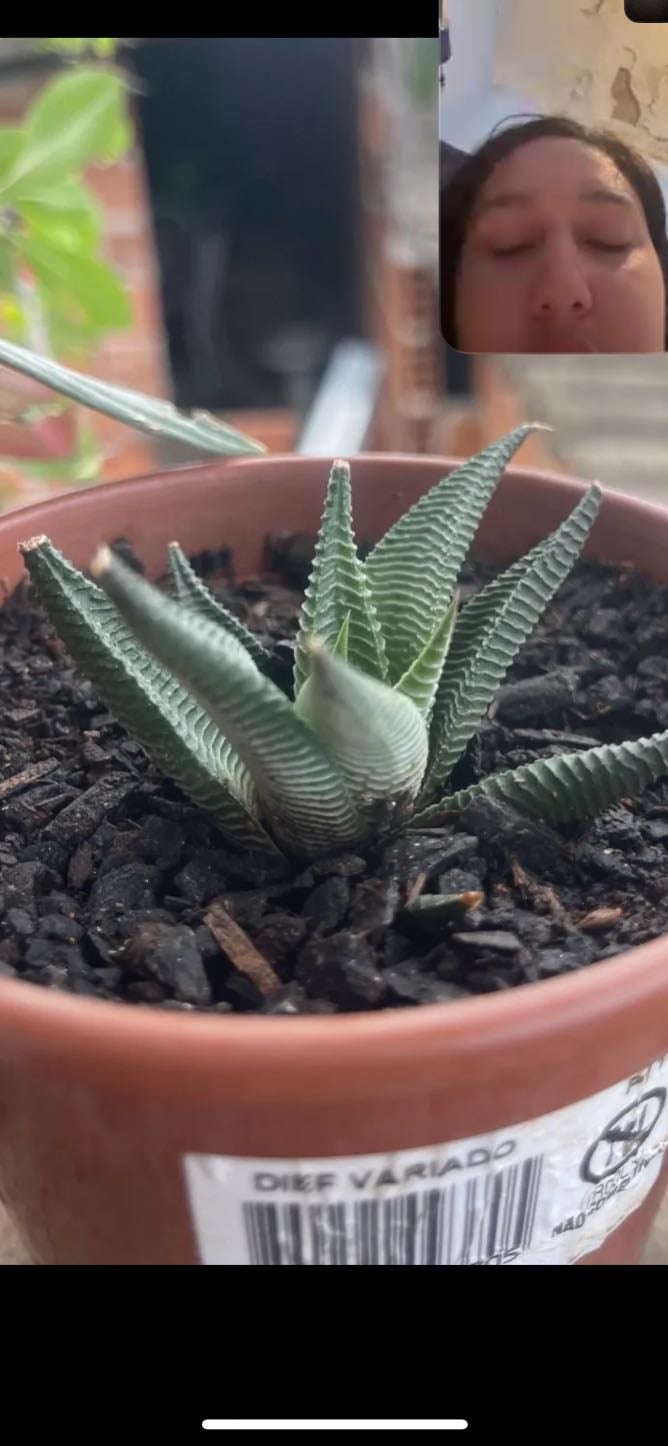 Haworthia-limifolia