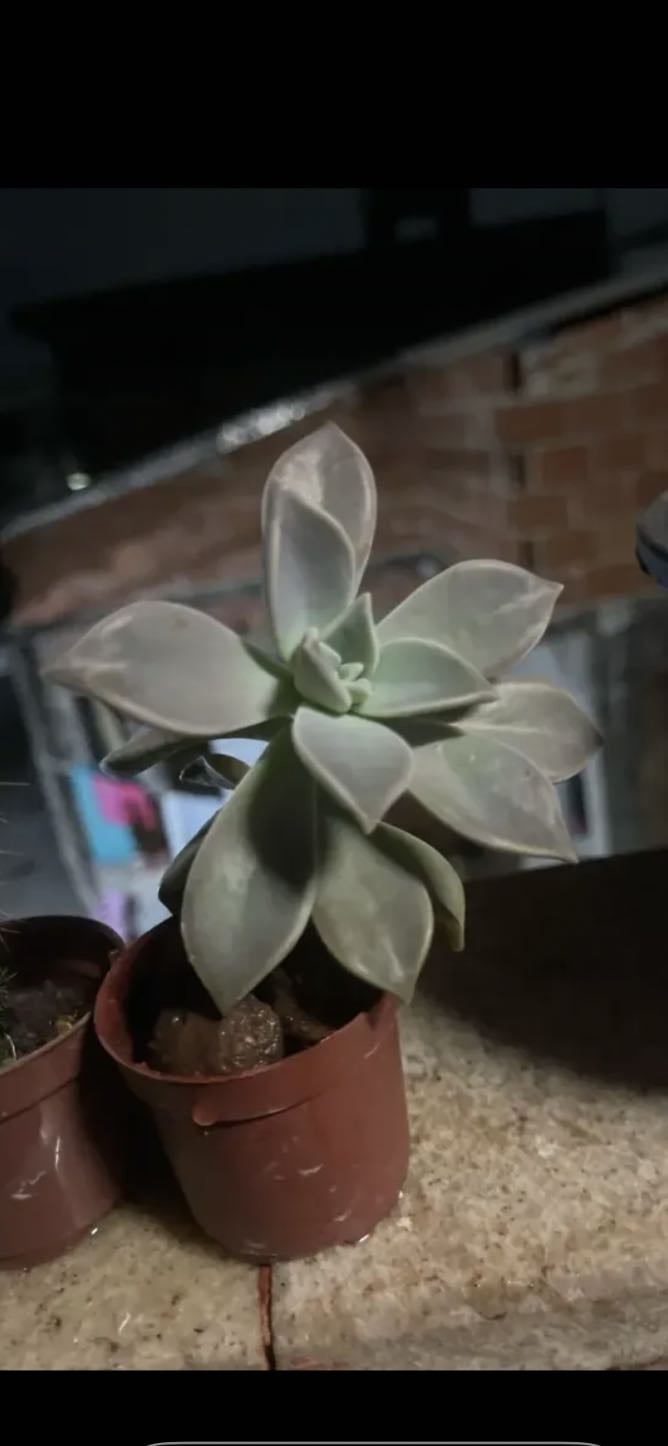 Planta Fantasma