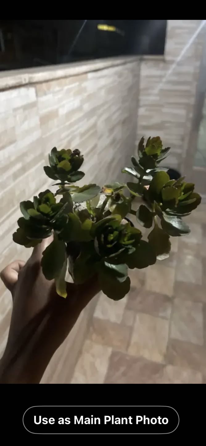 Flor da Fortuna