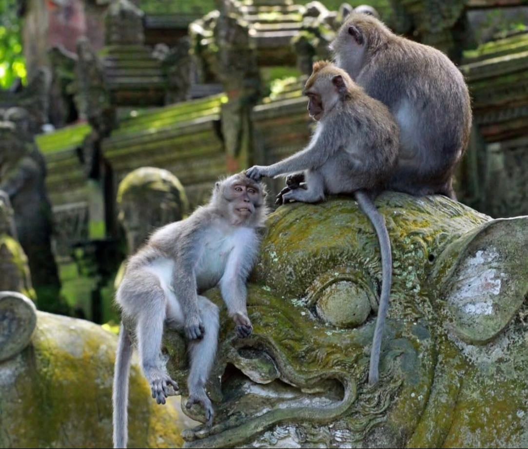 Monkey Forest - ウブド
