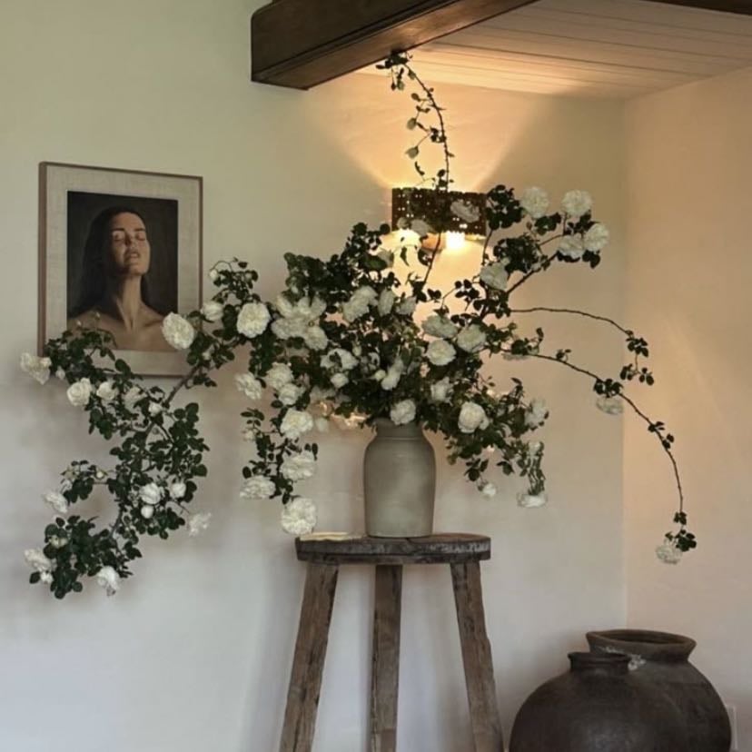 a plant that’s thriving despite (or because of) neglect - a succulent that has somehow managed to survive with little attention or a pothos that’s grown wild and free, defying all odds.