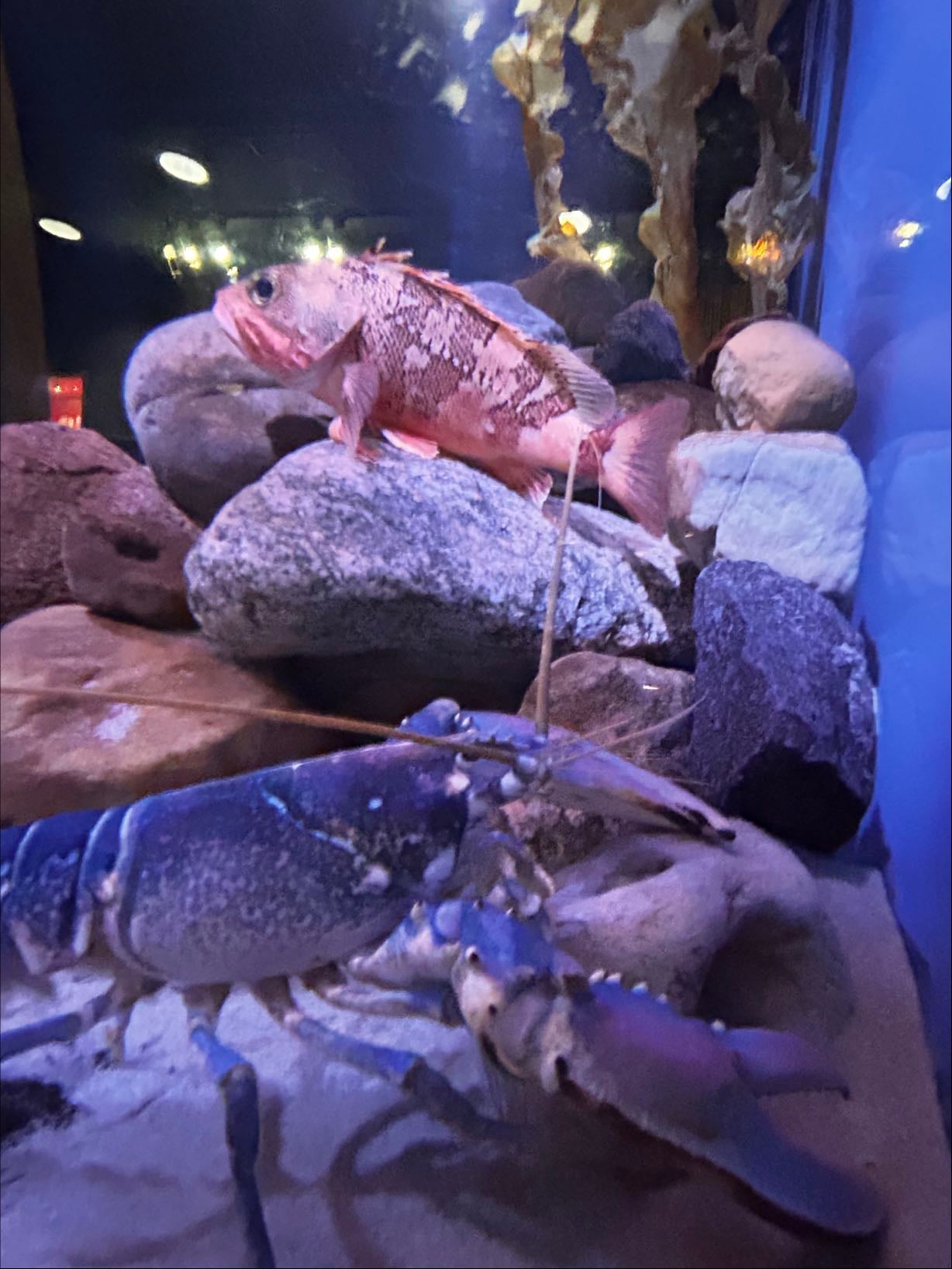 fiskeri- og søfartsmuseet - aqurium & museum for the history of fishing