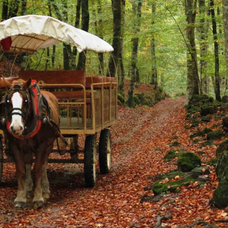 fageda d’en jordà